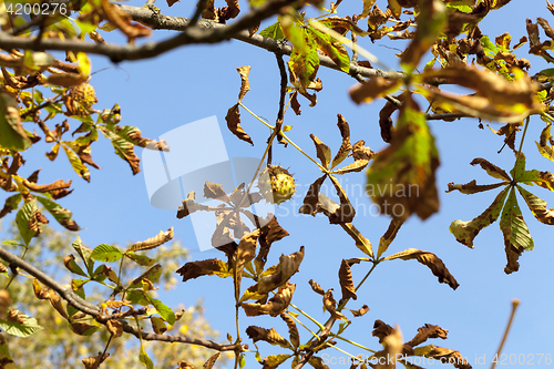 Image of ripe fruit chestnut