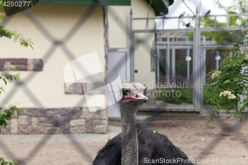 Image of ostrich head in the zoo