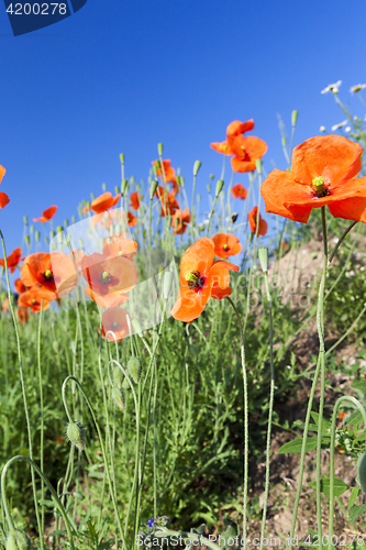 Image of Red Poppy in the field