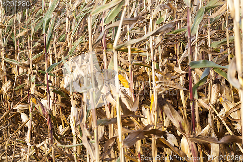 Image of Field corn, agriculture