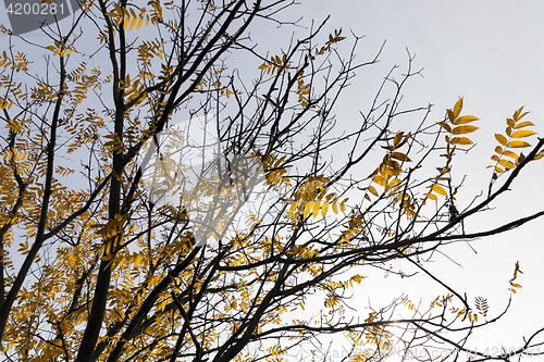 Image of trees in autumn season