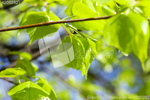 Image of young leaves of linden tree