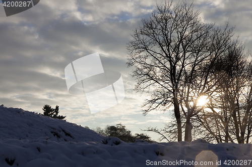 Image of trees under snow