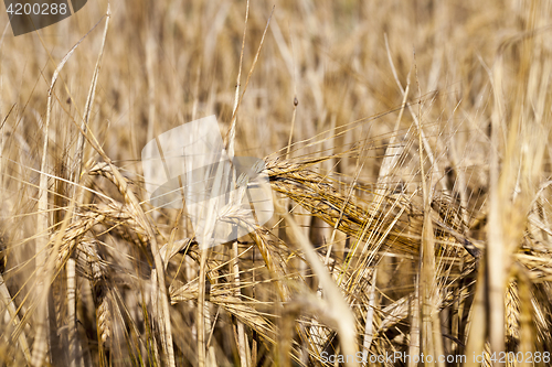 Image of field with rye