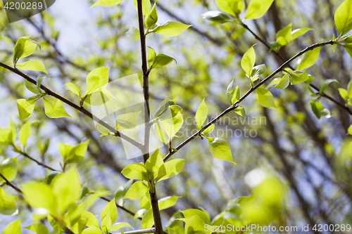 Image of linden leaves, spring