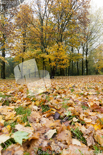 Image of yellowed maple trees in autumn