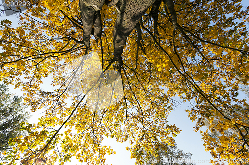 Image of yellowed maple trees in autumn