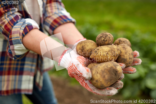 Image of farmer hands holding potatoes at farm