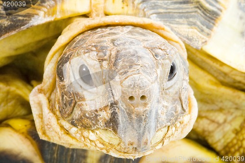 Image of Testudo horsfieldi