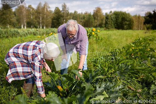 Image of happy senior couple on squash garden bed at farm