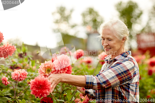 Image of senior woman with dahlia flowers at summer garden