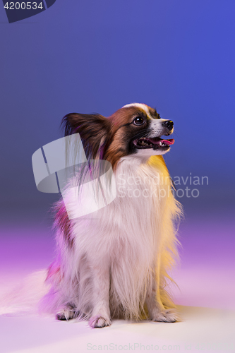 Image of Studio portrait of a small yawning puppy Papillon