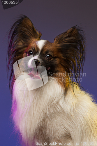 Image of Studio portrait of a small yawning puppy Papillon