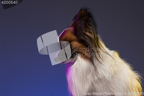 Image of Studio portrait of a small yawning puppy Papillon