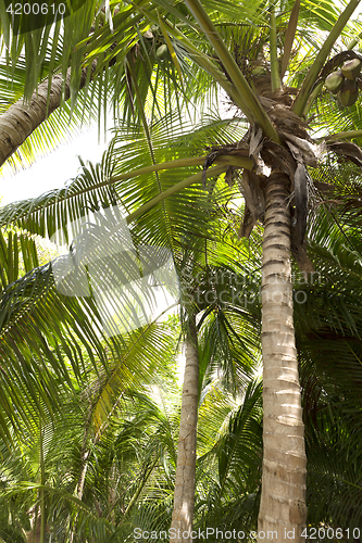 Image of Palm tree forest