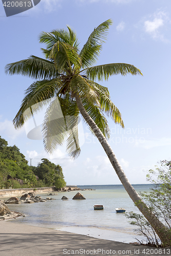 Image of Tropical palm tree, travel background