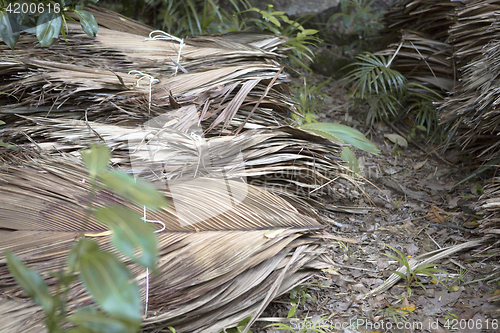 Image of Dried palm tree leaves at wayside