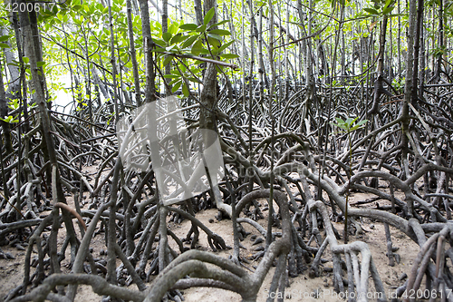 Image of Mangroves forest at Curieuse island, Seychelles