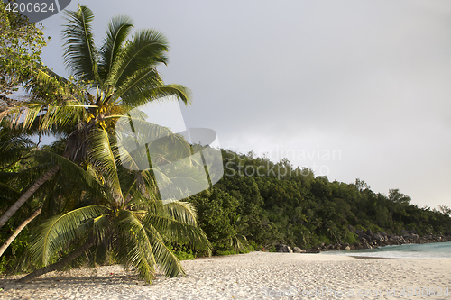 Image of Beach panorama with palm trees