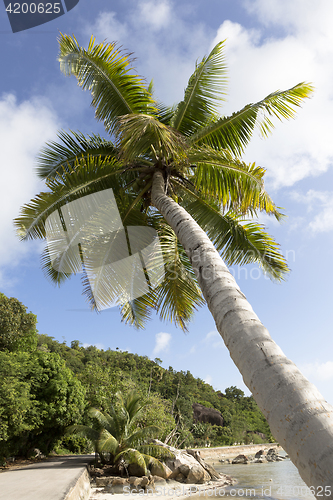 Image of Tropical palm tree, travel background