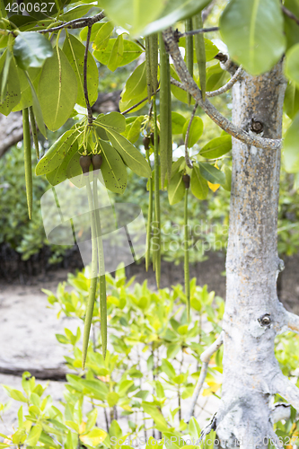 Image of Mangroves forest at Curieuse island, Seychelles