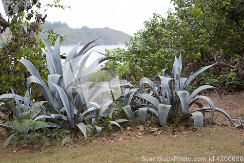 Image of Huge Aloe Vera plants