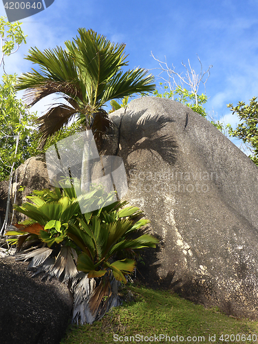 Image of Tropical landscape, Seychelles