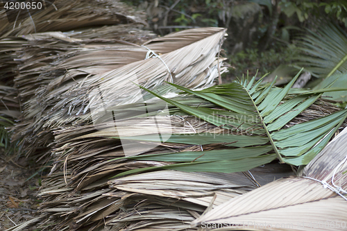 Image of Dried palm tree leaves at wayside