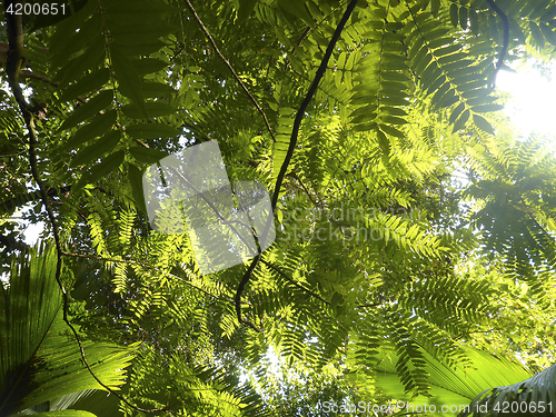 Image of Green roof in the jungle