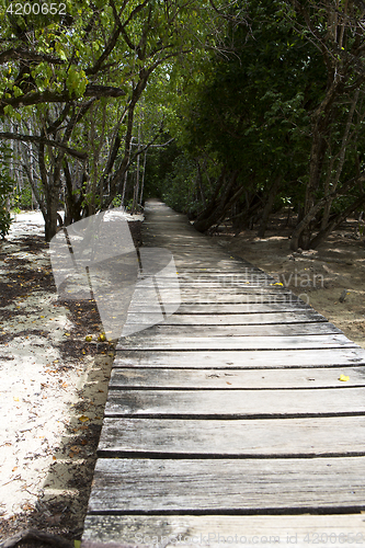 Image of Wooden path through the jungle of Curieuse island, Seychelles