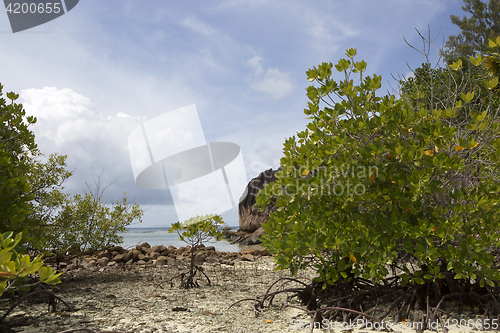 Image of Tropical coastline at Curieuse island, Seychelles