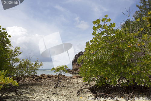 Image of Tropical coastline at Curieuse island, Seychelles