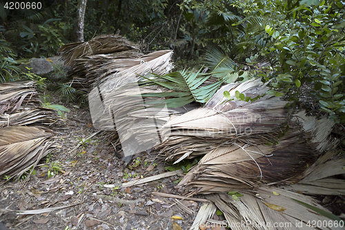 Image of Dried palm tree leaves at wayside