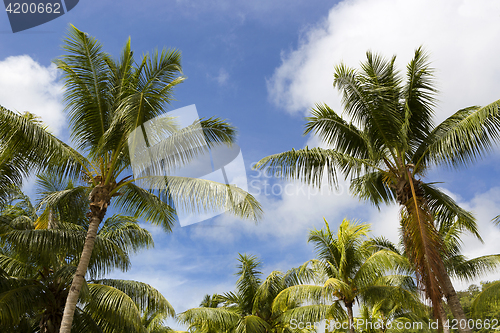Image of Tropical palm trees, travel background