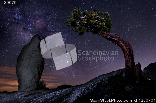 Image of Milky Way Over a Juniper Tree in Joshua Tree National Park  USA