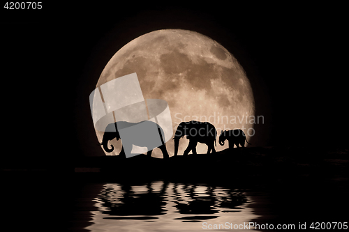 Image of Family of Elephants in the Moonlight Silhouette