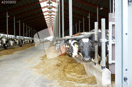 Image of herd of cows eating hay in cowshed on dairy farm