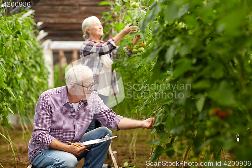 Image of senior couple growing tomatoes at farm greenhouse