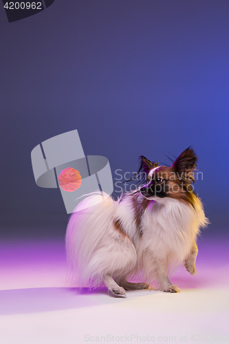 Image of Studio portrait of a small yawning puppy Papillon