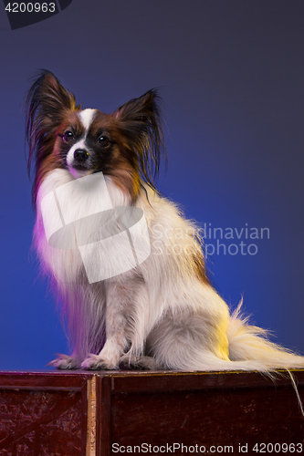 Image of Studio portrait of a small yawning puppy Papillon