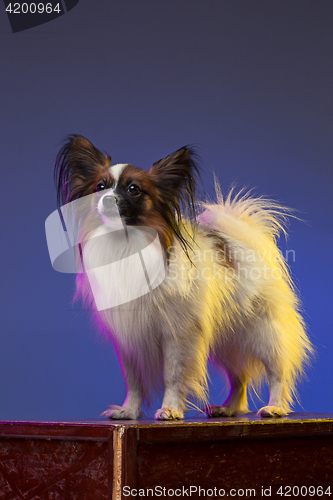 Image of Studio portrait of a small yawning puppy Papillon