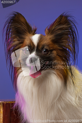 Image of Studio portrait of a small yawning puppy Papillon