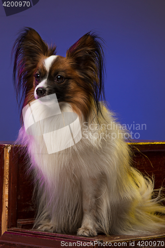 Image of Studio portrait of a small yawning puppy Papillon