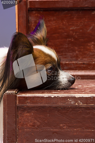 Image of Studio portrait of a small yawning puppy Papillon