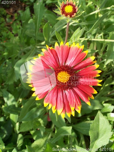 Image of Helenium