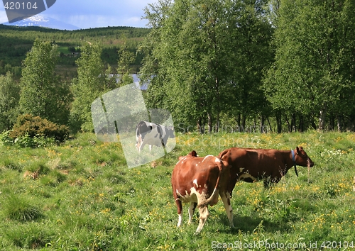 Image of Grazing heifers
