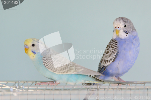 Image of Colorful Budgerigar parrots