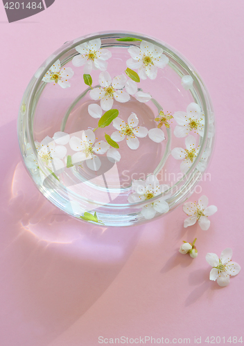 Image of Cherry blossom on pink background