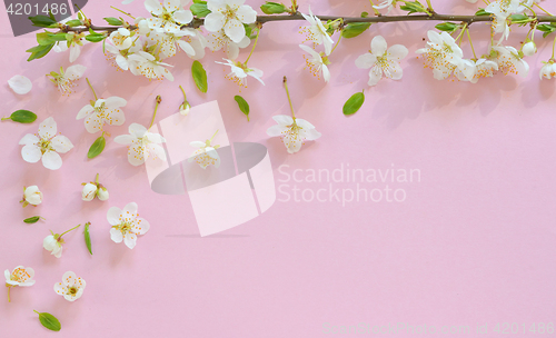 Image of Cherry blossom on pink background