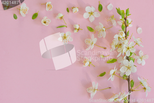 Image of Cherry blossom on pink background